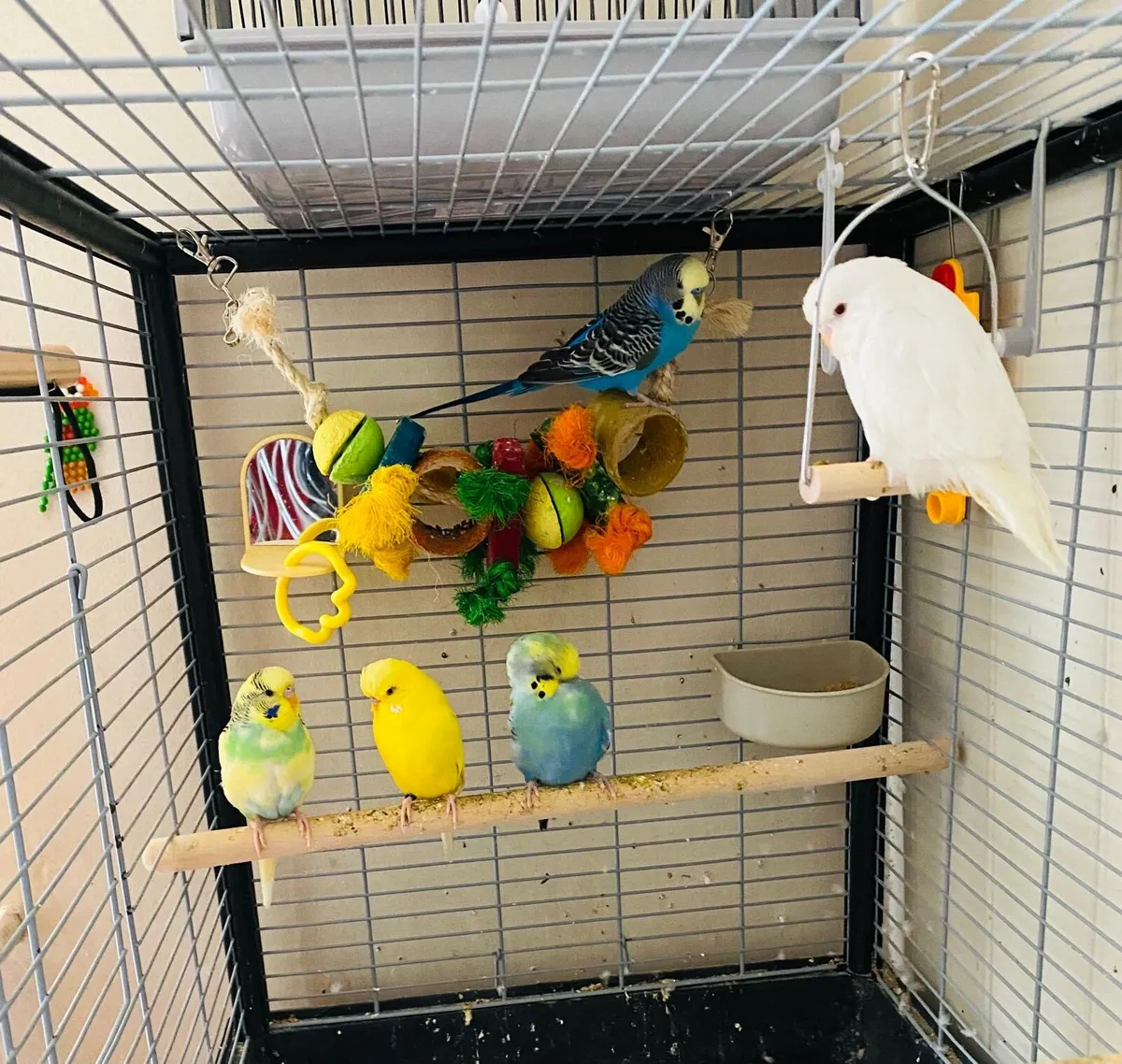 Budgies for sale - Image 1