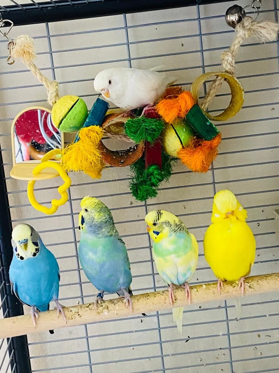 Budgies for sale - Image 2