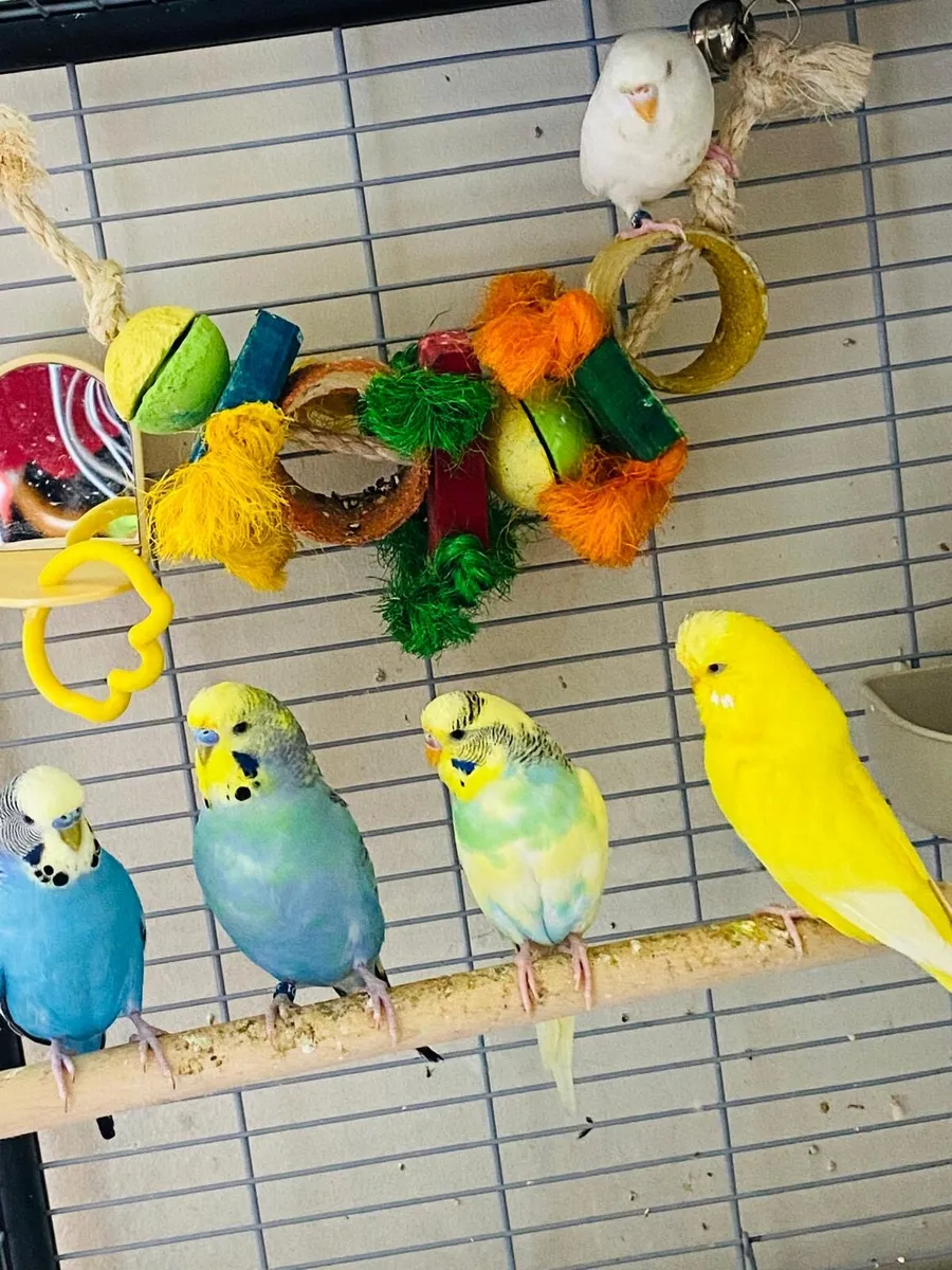 Budgies for sale - Image 3