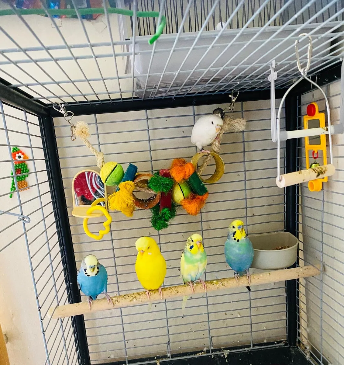 Budgies for sale - Image 4