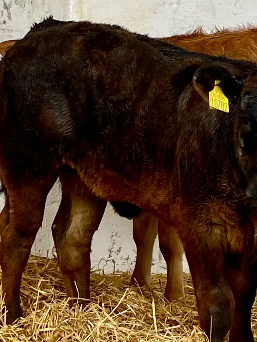 2 SERIOUS U GRADE LIM HEIFER WEANLINGS - Image 4
