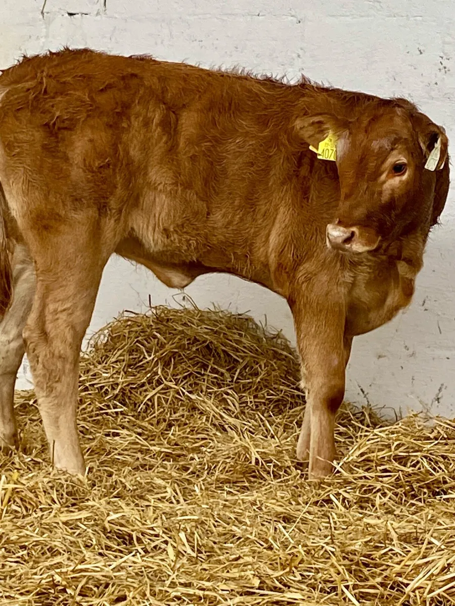 2 SERIOUS U GRADE LIM HEIFER WEANLINGS - Image 2