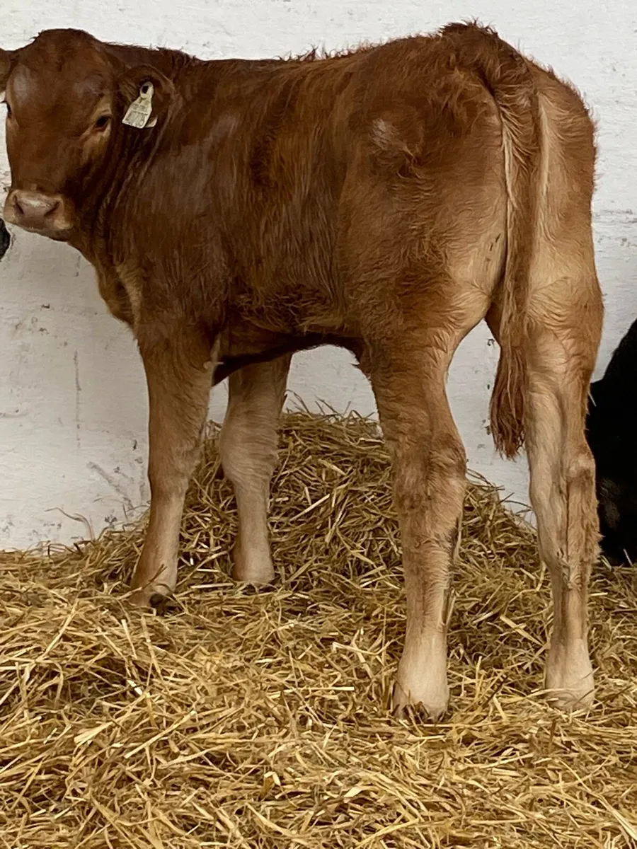 2 SERIOUS U GRADE LIM HEIFER WEANLINGS - Image 1