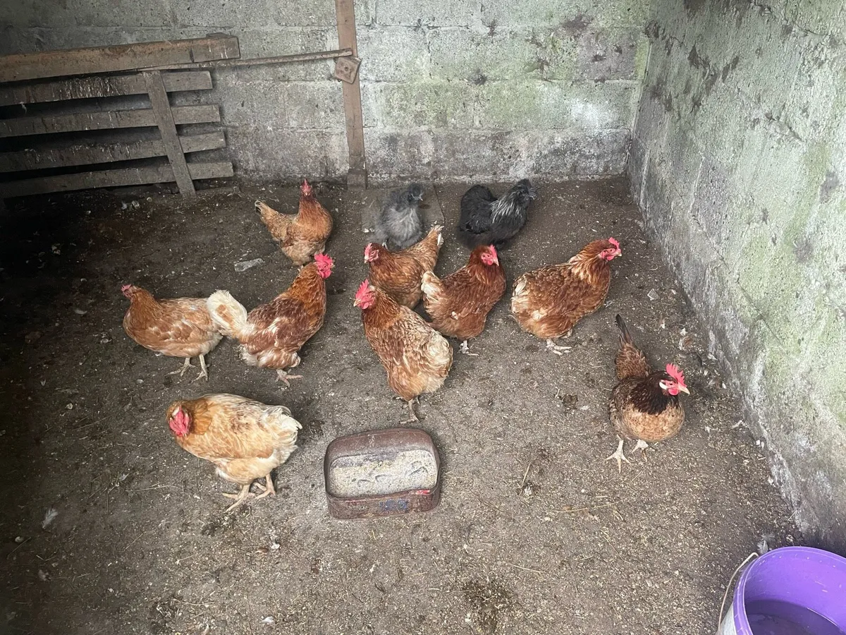 10 Laying hens for Sale