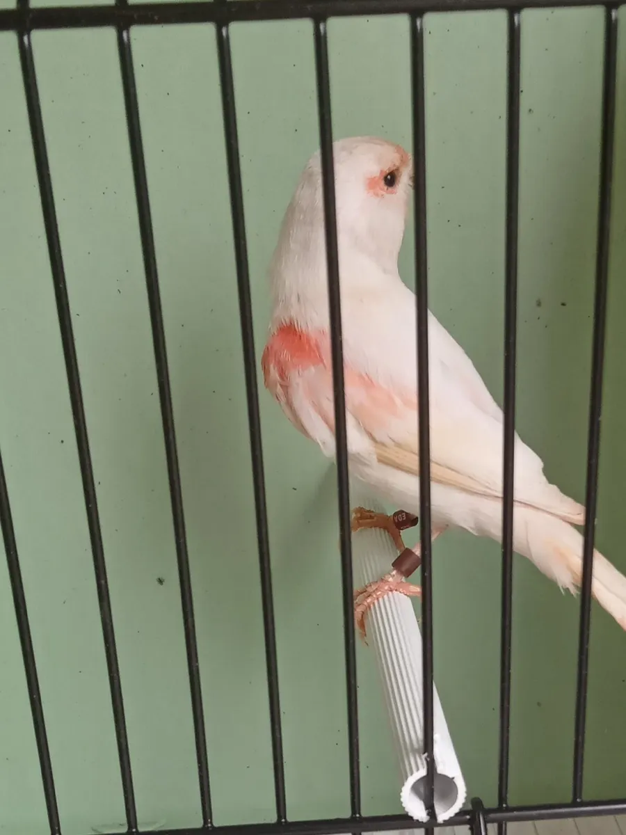 Birds and accessories - Image 2