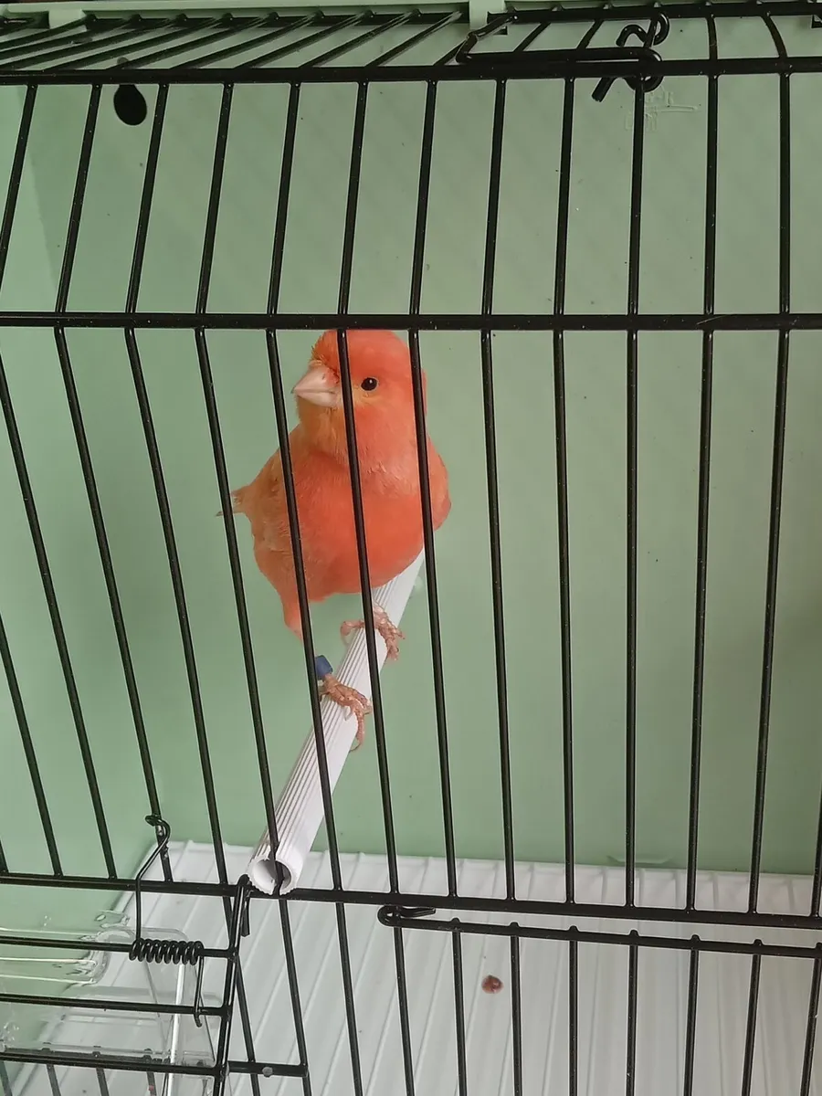 Birds and accessories - Image 4