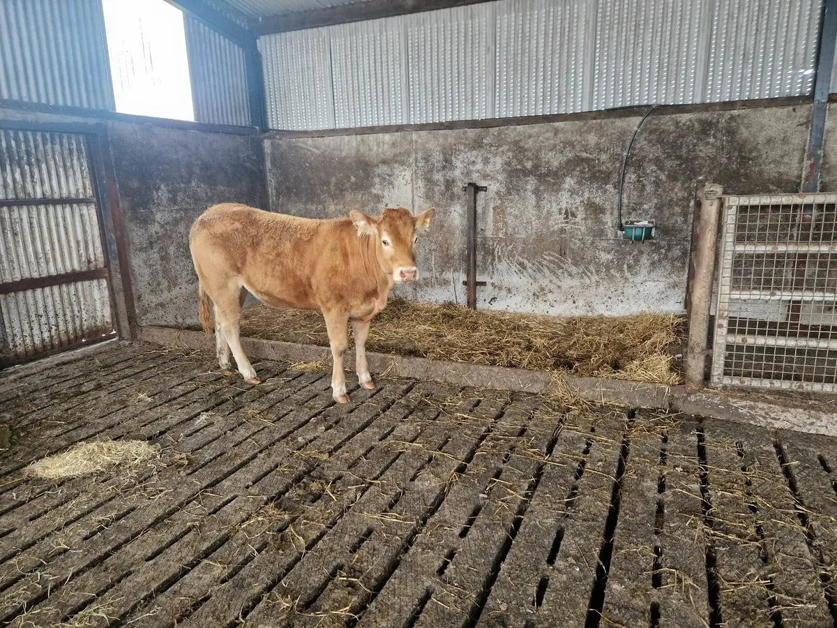 Pedigree Registered Limousin Heifers - Image 2