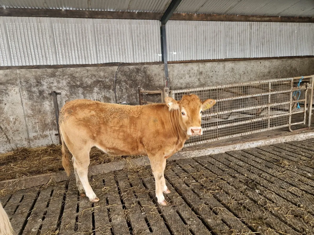 Pedigree Registered Limousin Heifers - Image 3
