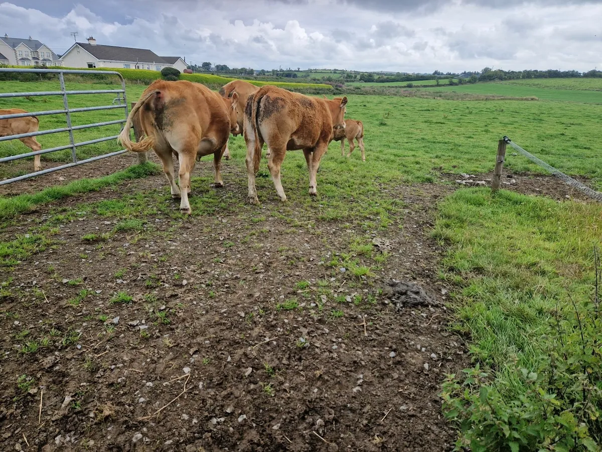 Pedigree Registered Limousin Heifers - Image 4