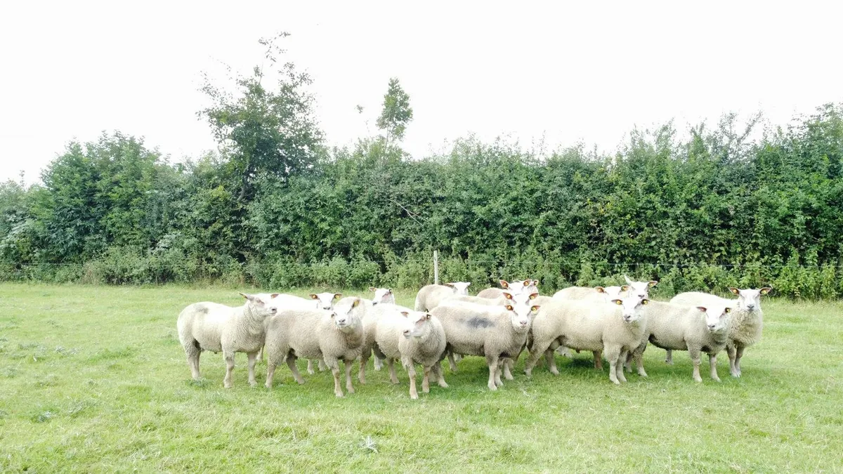 Pedigree Charollais ram - Image 1