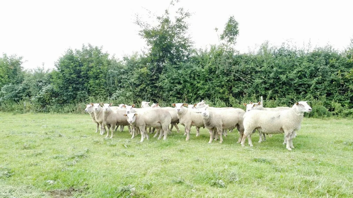 Pedigree Charollais ram - Image 2