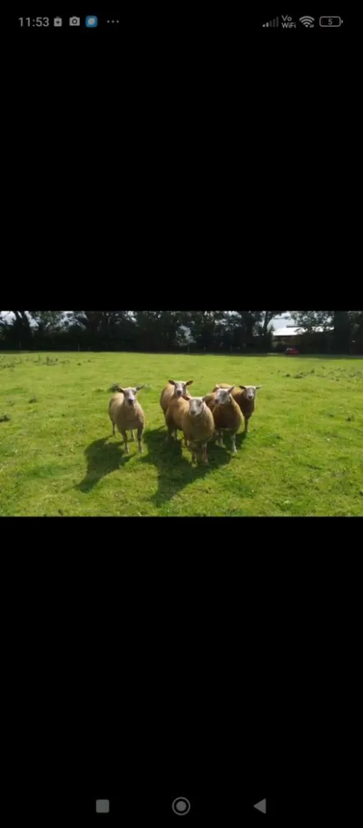 Pedigree Charollais ram - Image 3