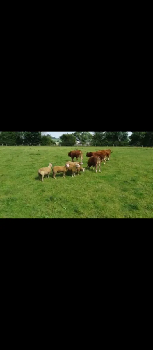 Pedigree Charollais ram - Image 4