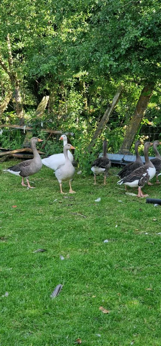 Greylag & mallard x - Image 1