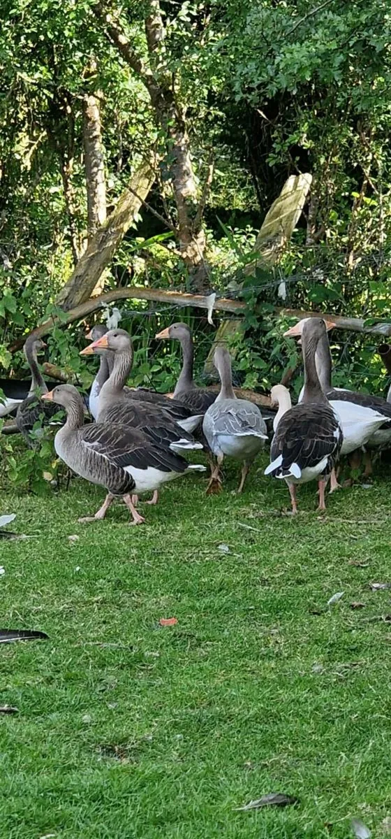 Greylag & mallard x - Image 3