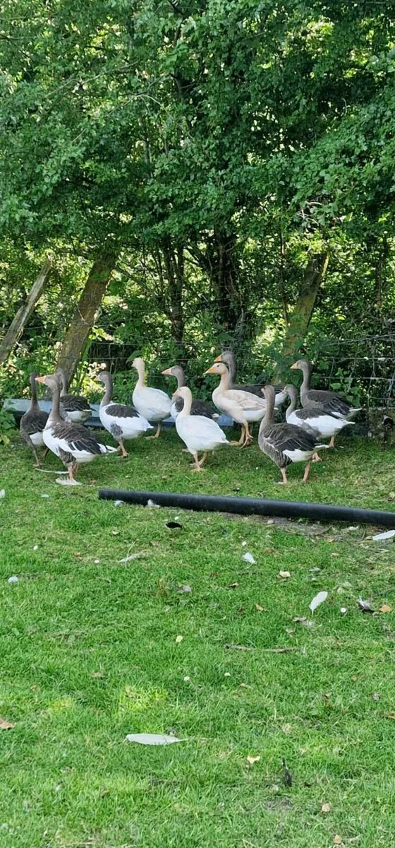 Greylag & mallard x - Image 4