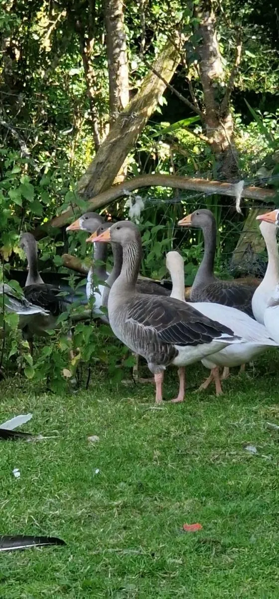Greylag x - Image 4