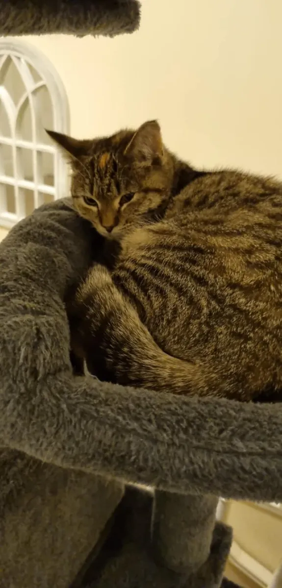 Free Cat to Good Home - Image 1