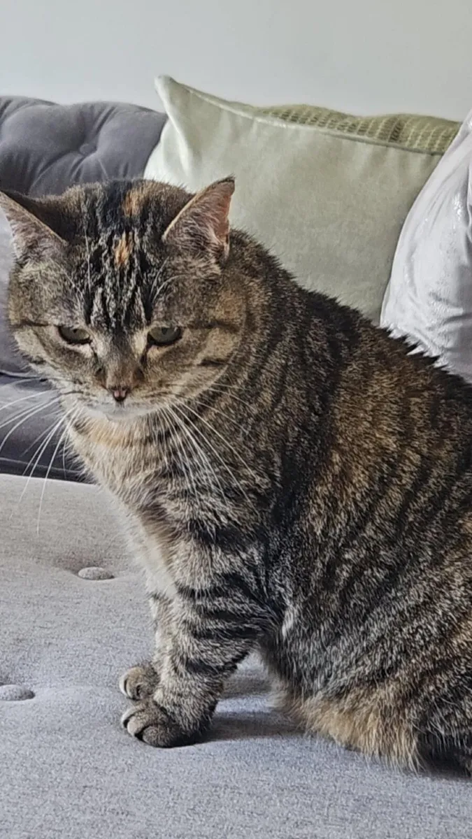 Free Cat to Good Home - Image 3