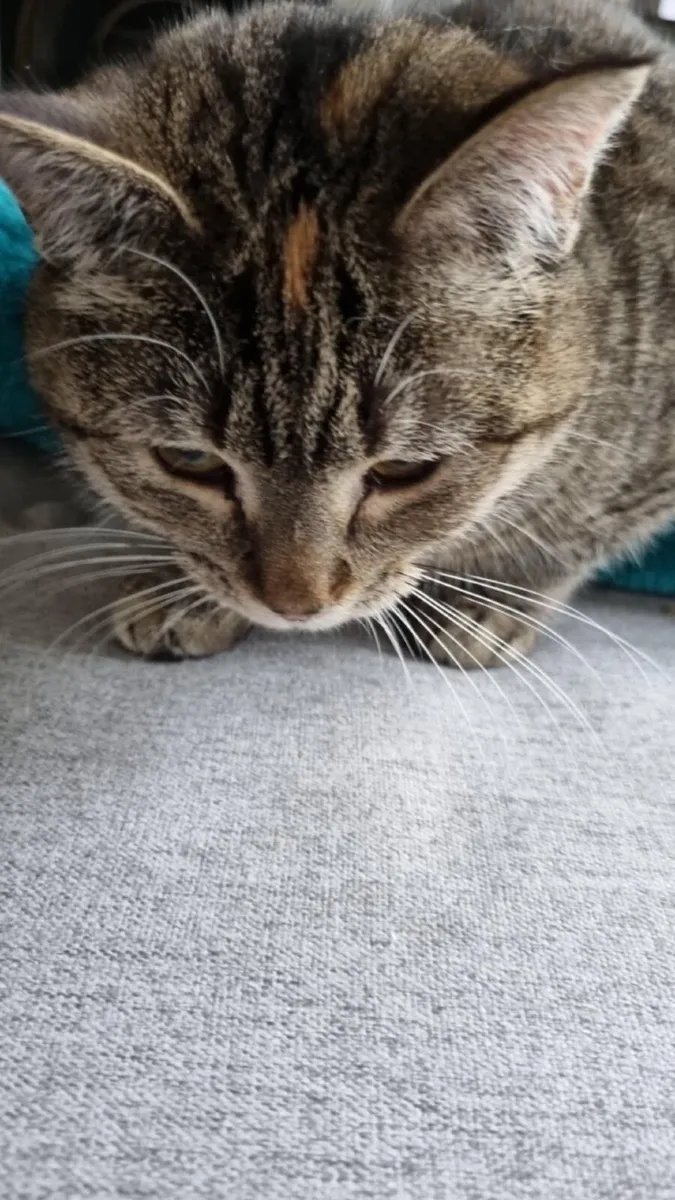 Free Cat to Good Home - Image 4