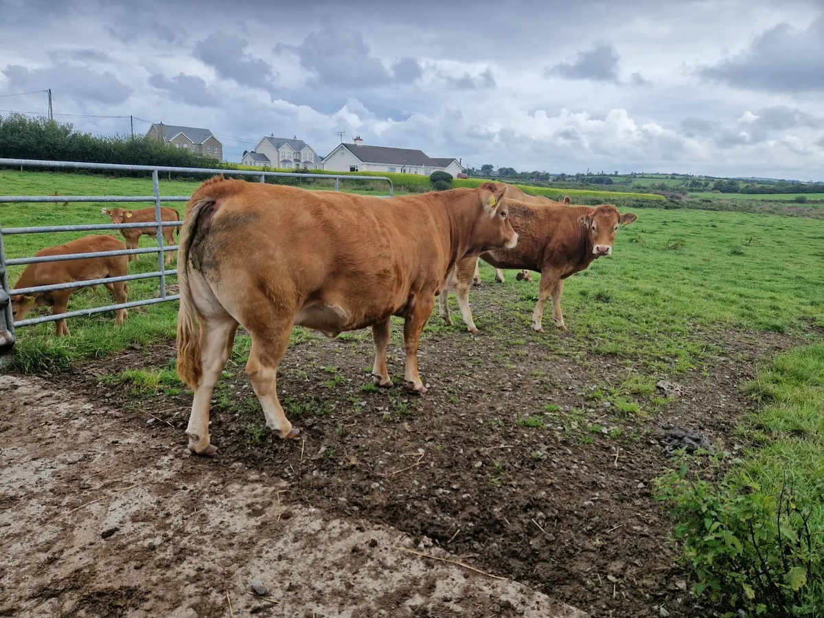 Pedigree Registered Limousin Heifers - Image 1