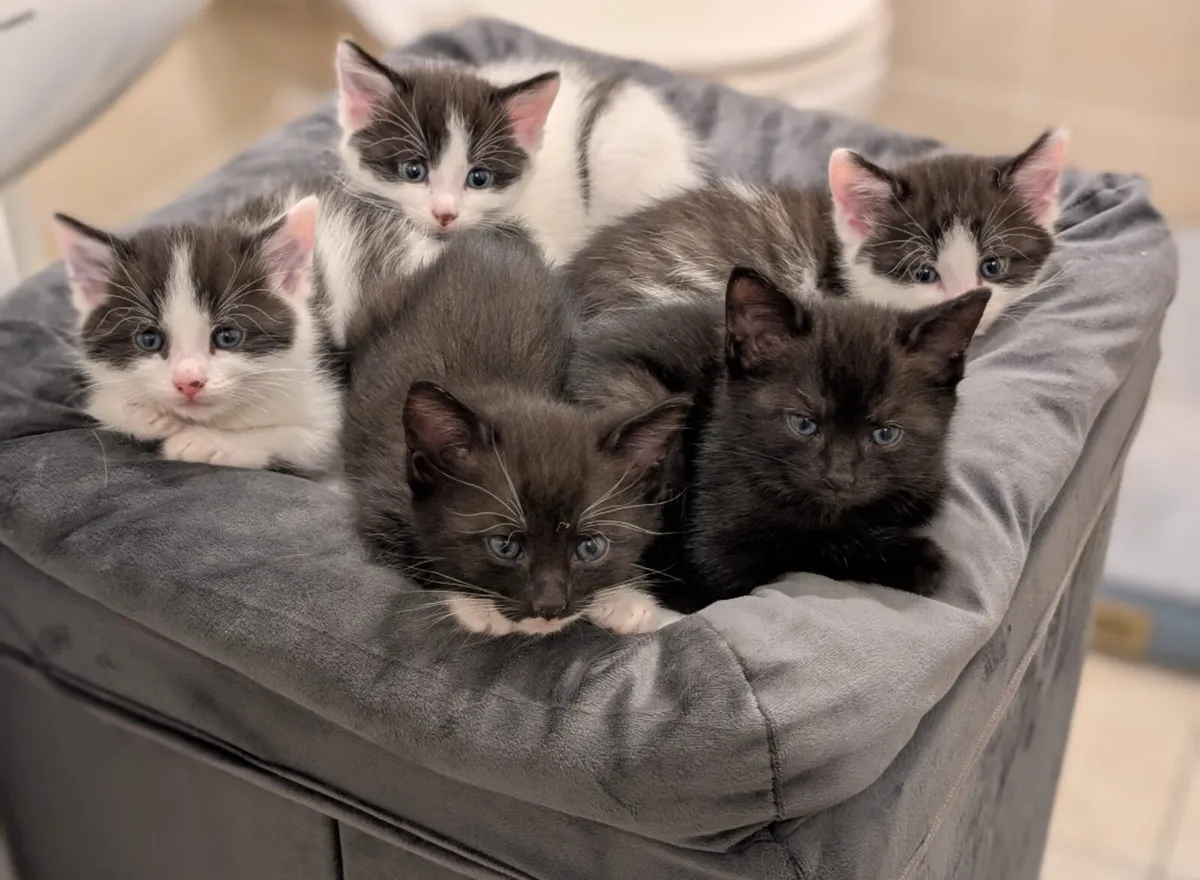 Kittens - Image 1
