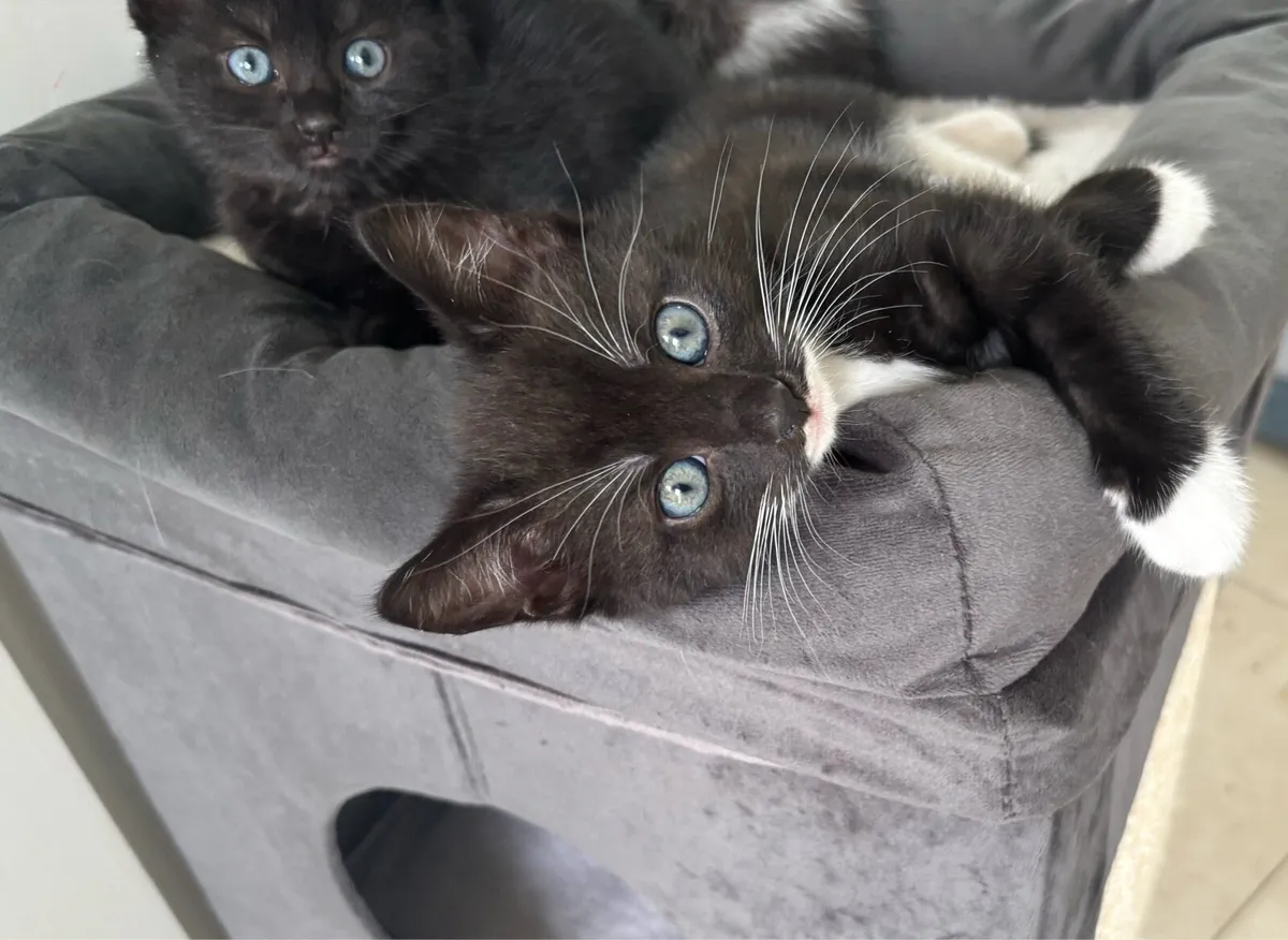 Kittens - Image 2
