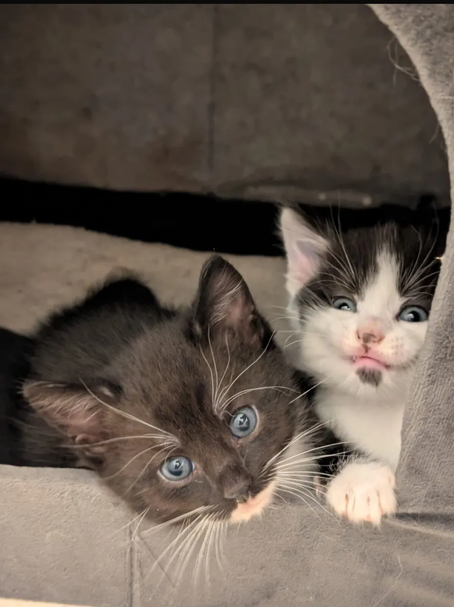 Kittens - Image 3