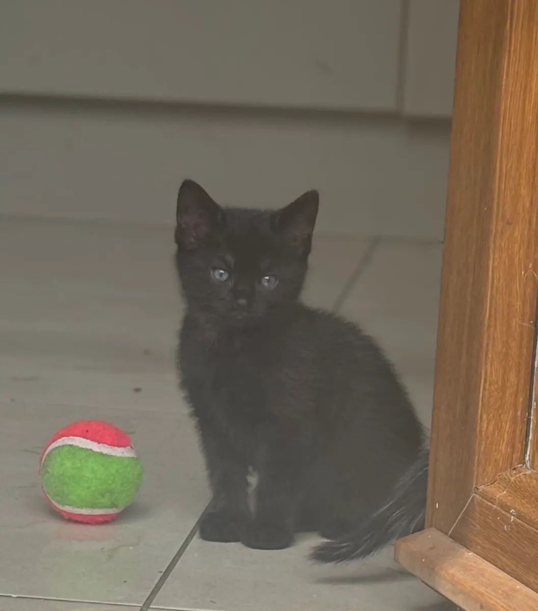 Kittens - Image 4