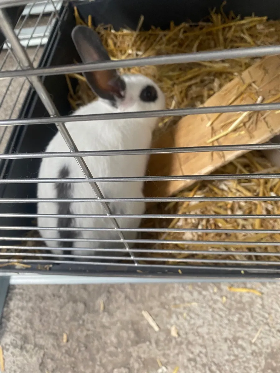 Rabbit - Image 1