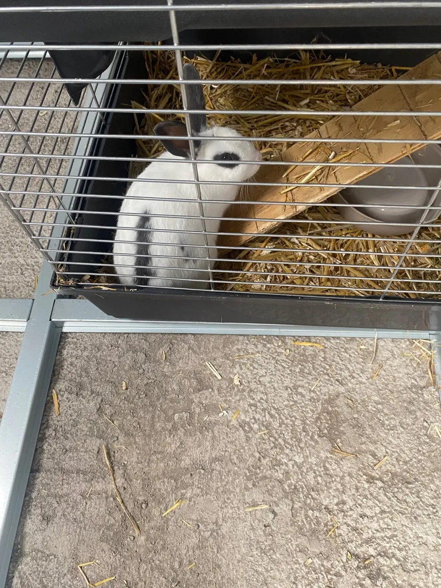 Rabbit - Image 2