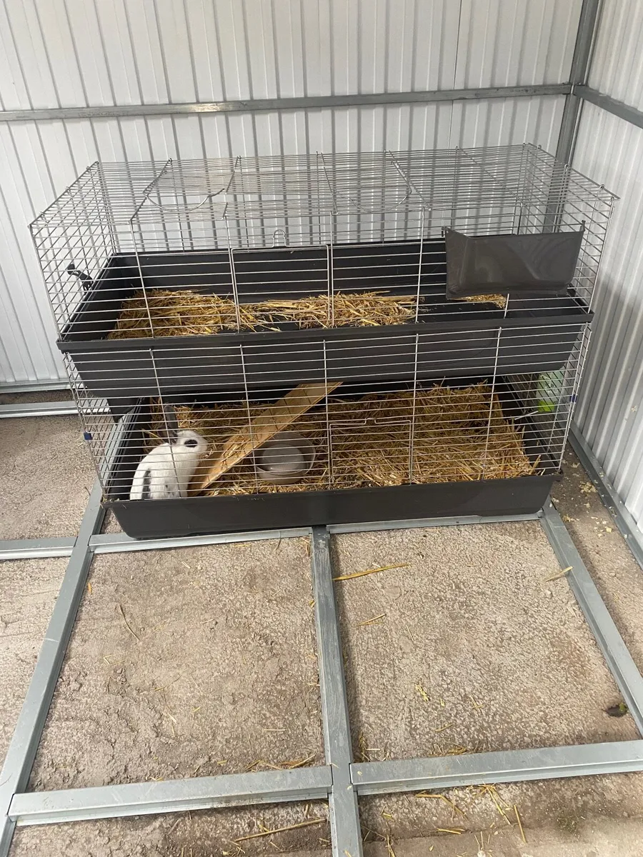 Rabbit - Image 3