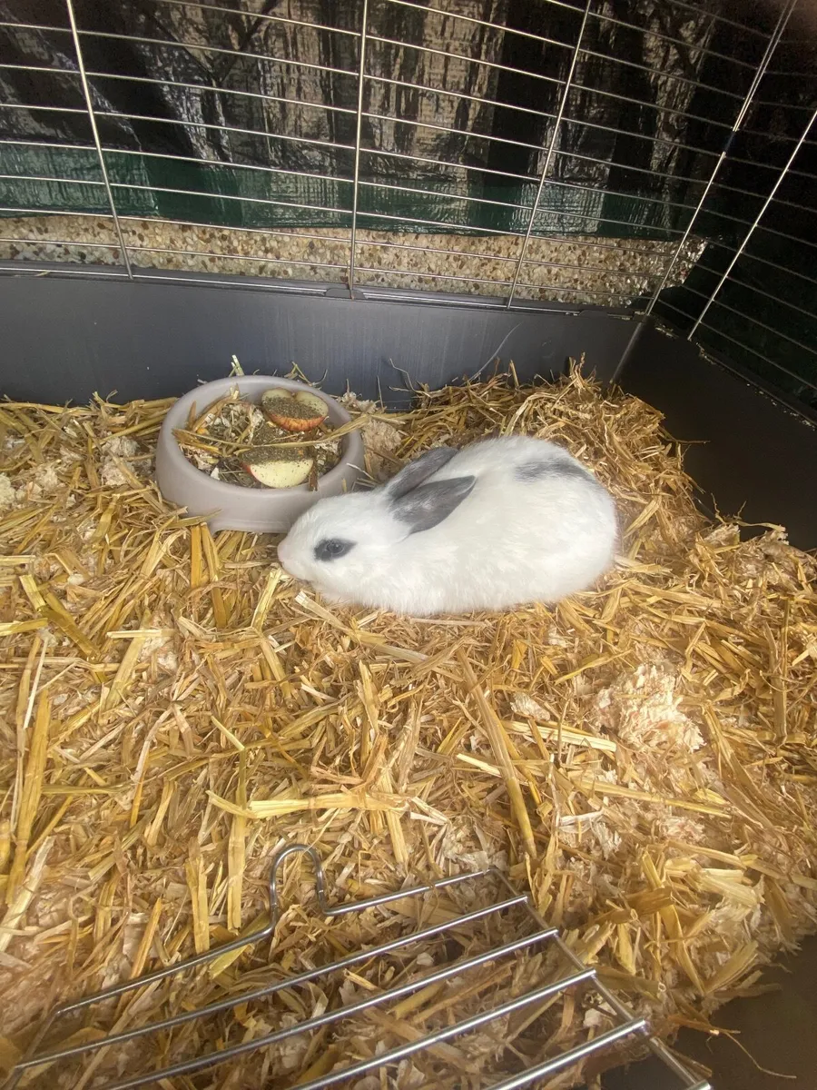 Rabbit - Image 4