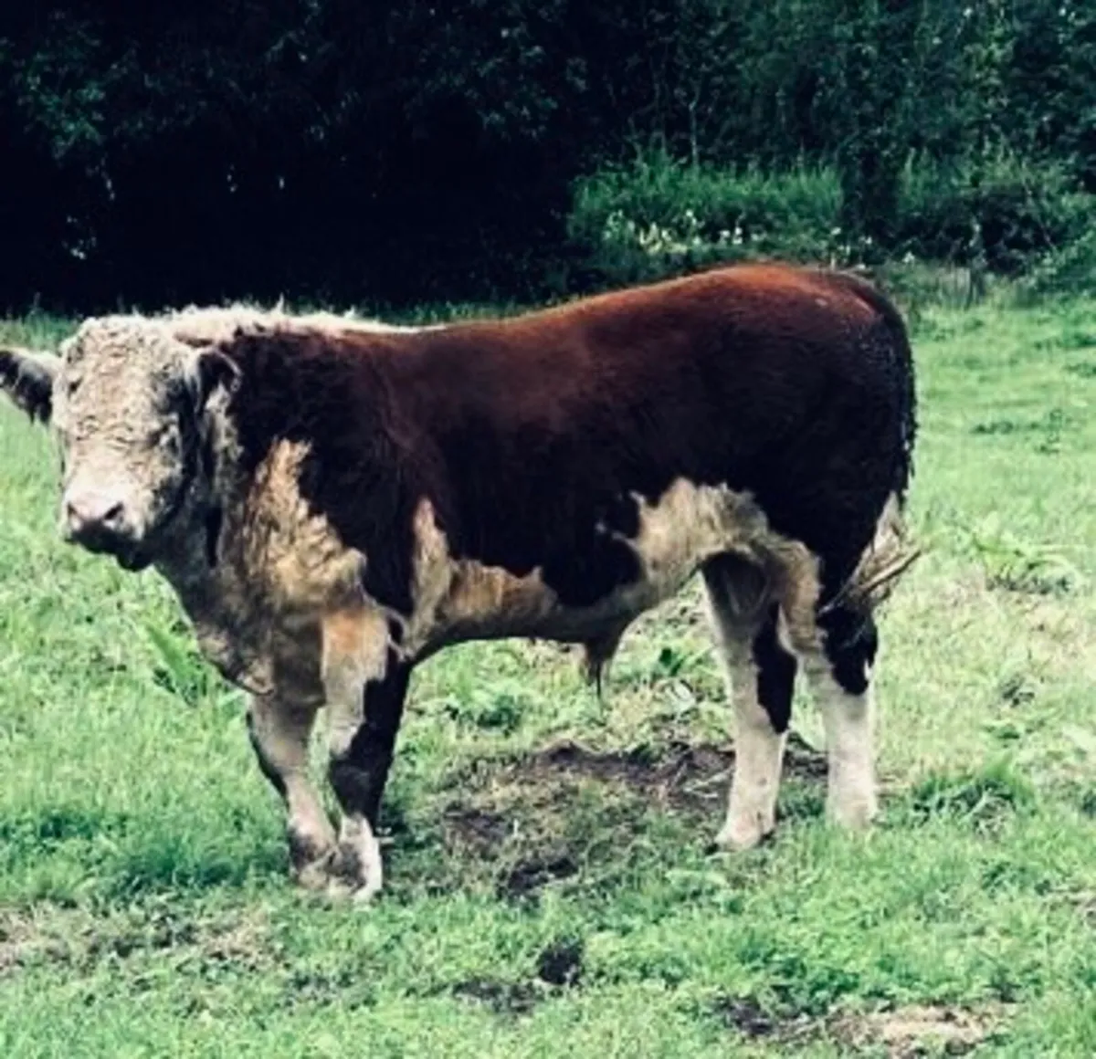 Hereford Bull