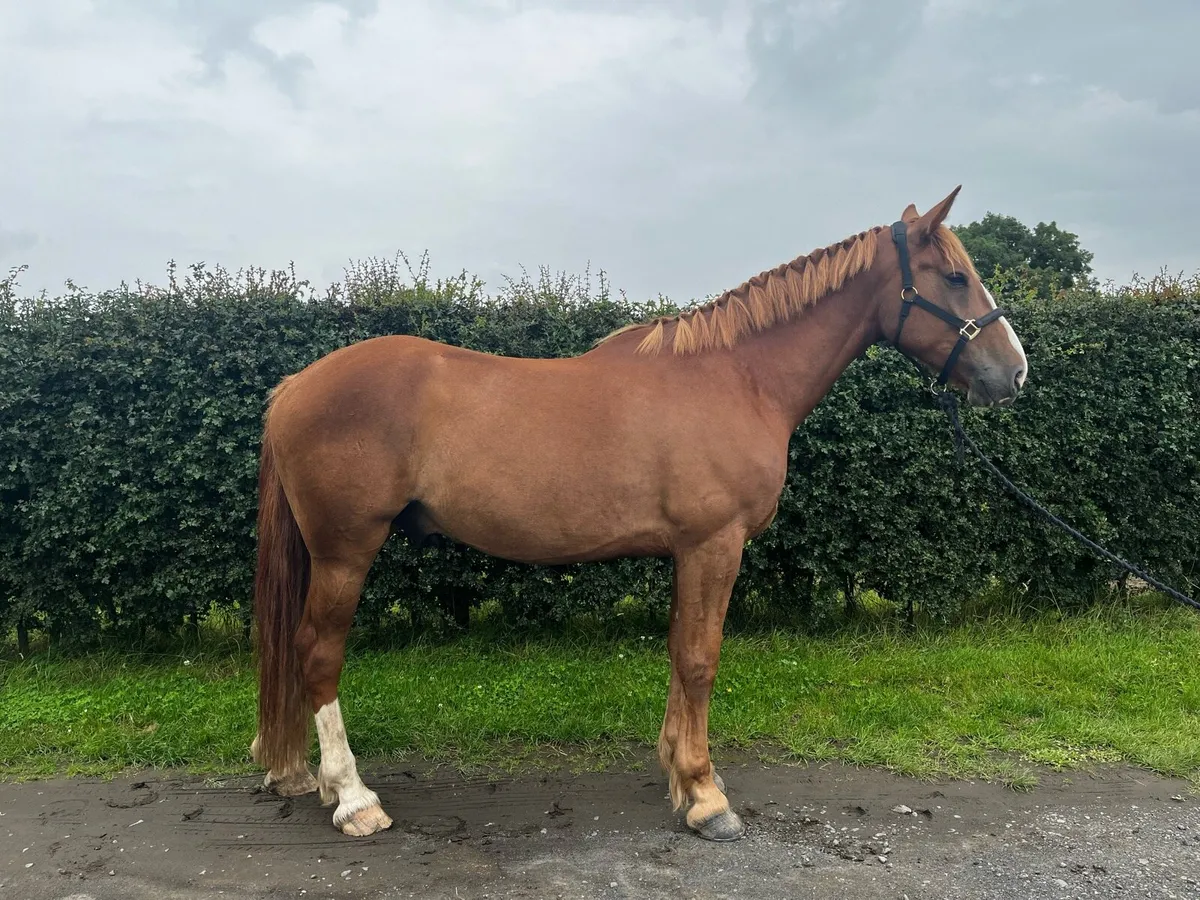 16.2 Chestnut Irish Draught - Image 1
