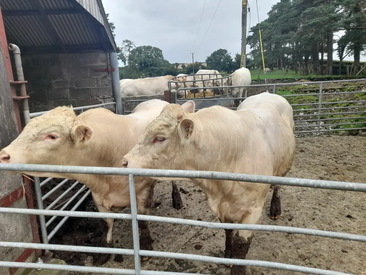Bulls - Image 1
