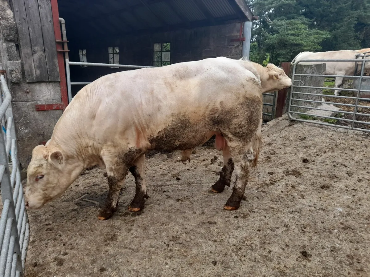 Bulls - Image 2