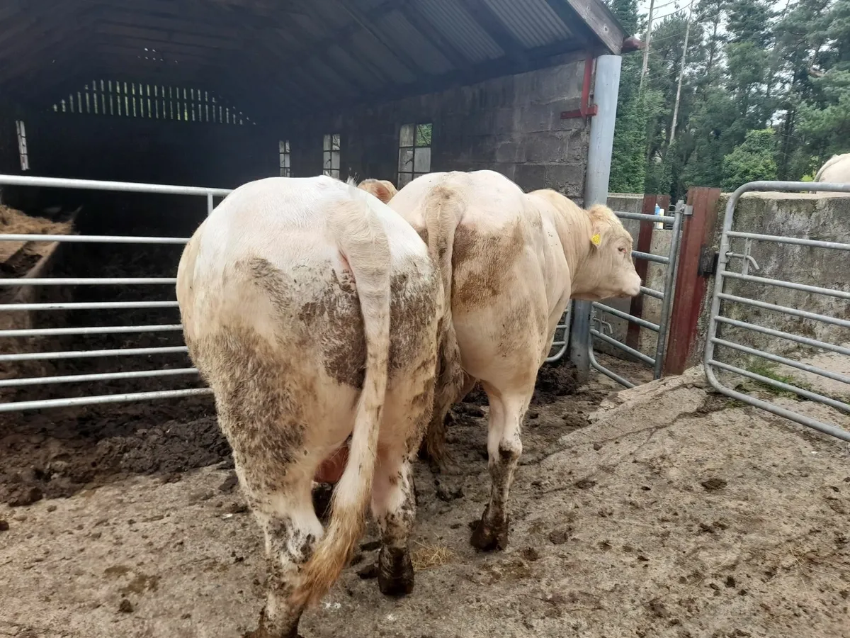 Bulls - Image 3