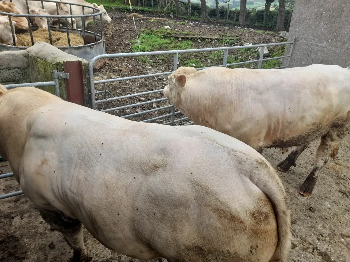 Bulls - Image 4