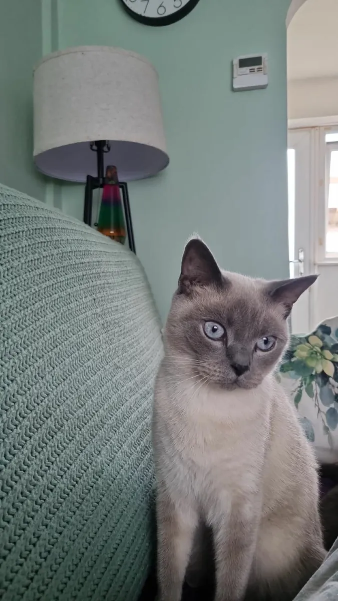 British short hair kittens - Image 1