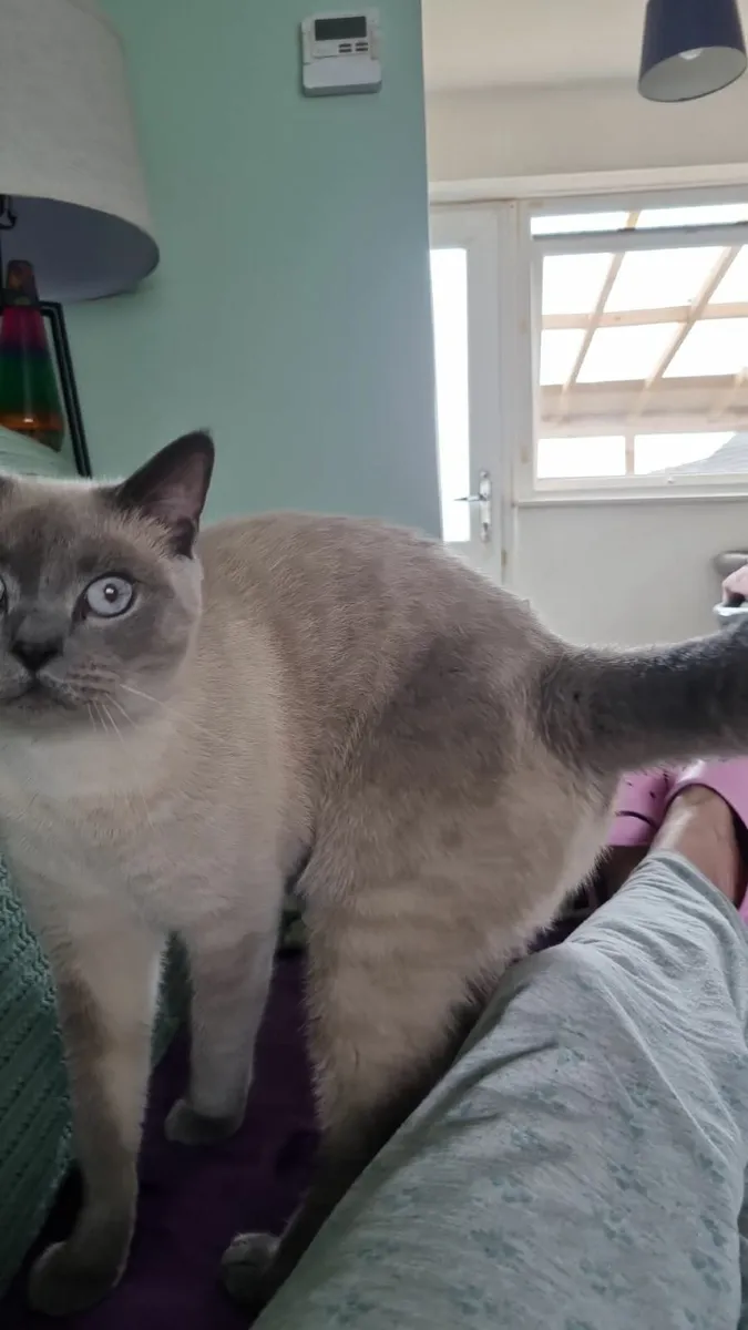 British short hair kittens - Image 2