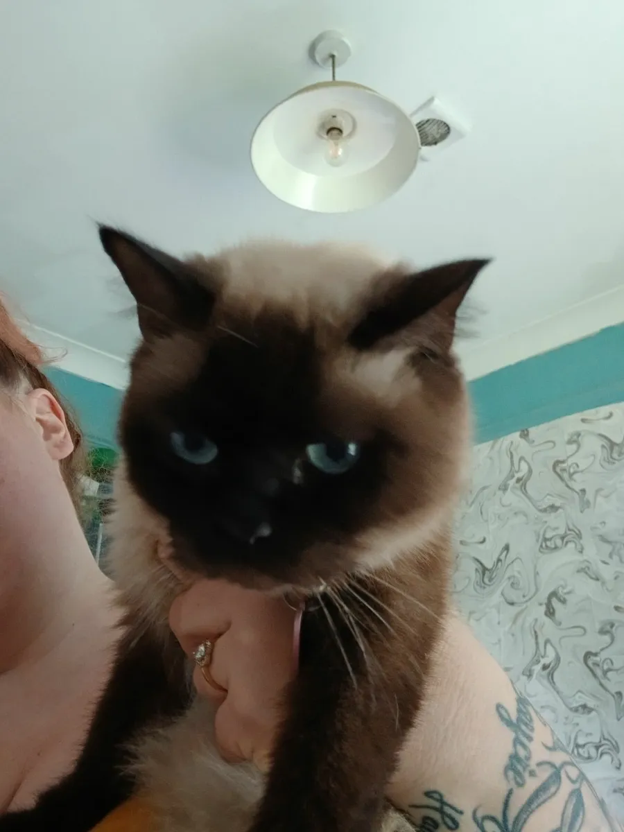 British short hair kittens - Image 3