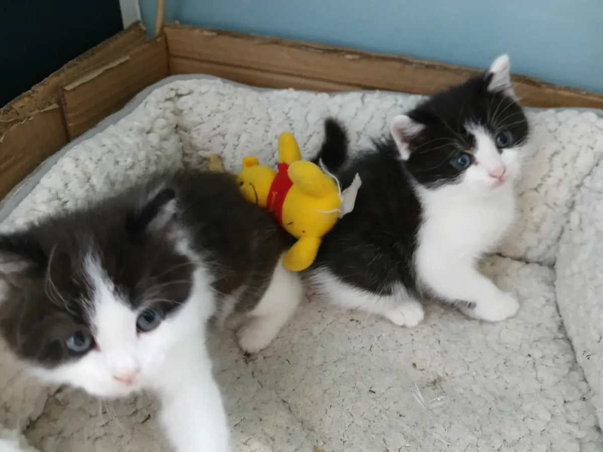 British short hair kittens - Image 4