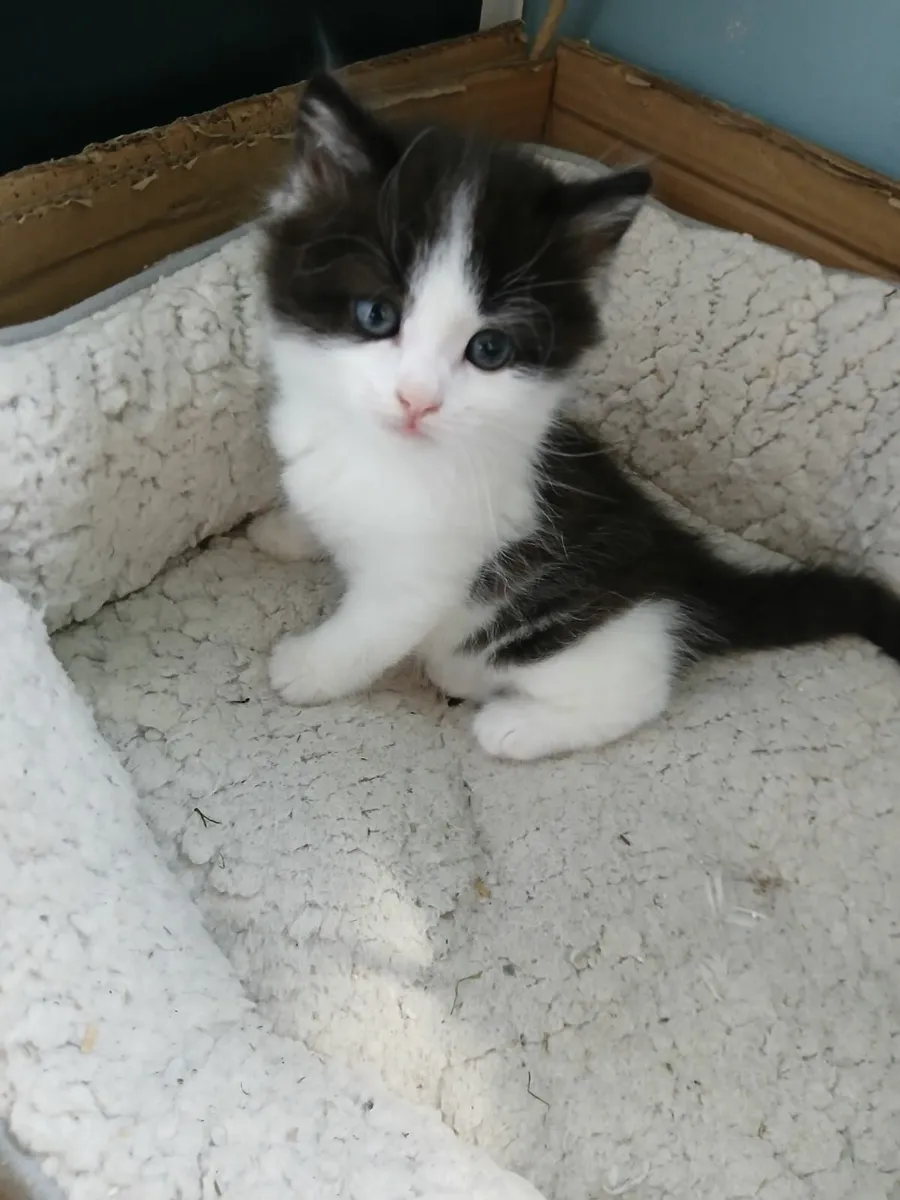 British short hair kittens cross - Image 2