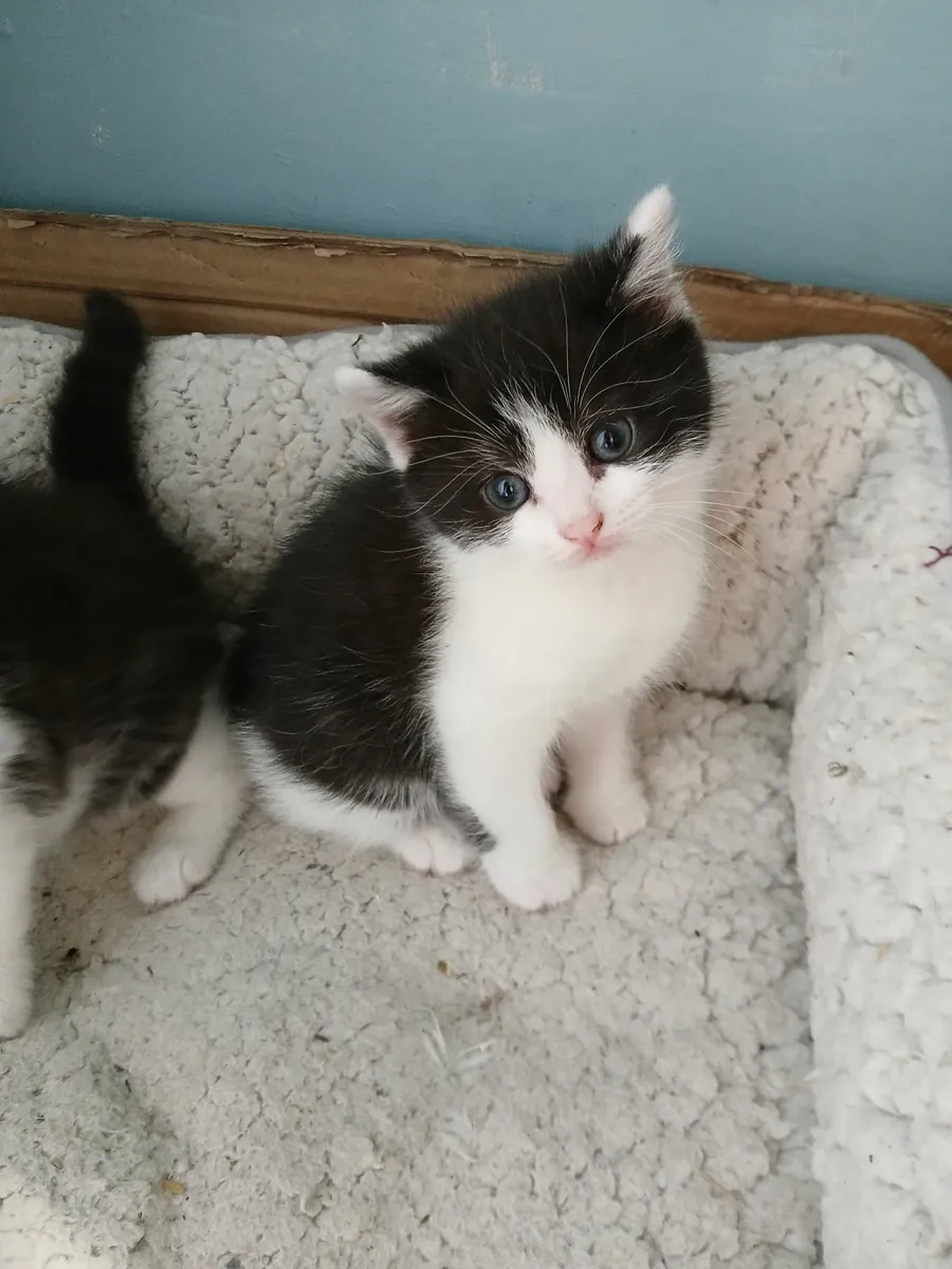 British short hair kittens cross - Image 3