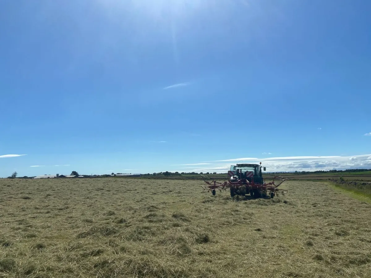 July Hay Top Quality Large Bales - Image 3