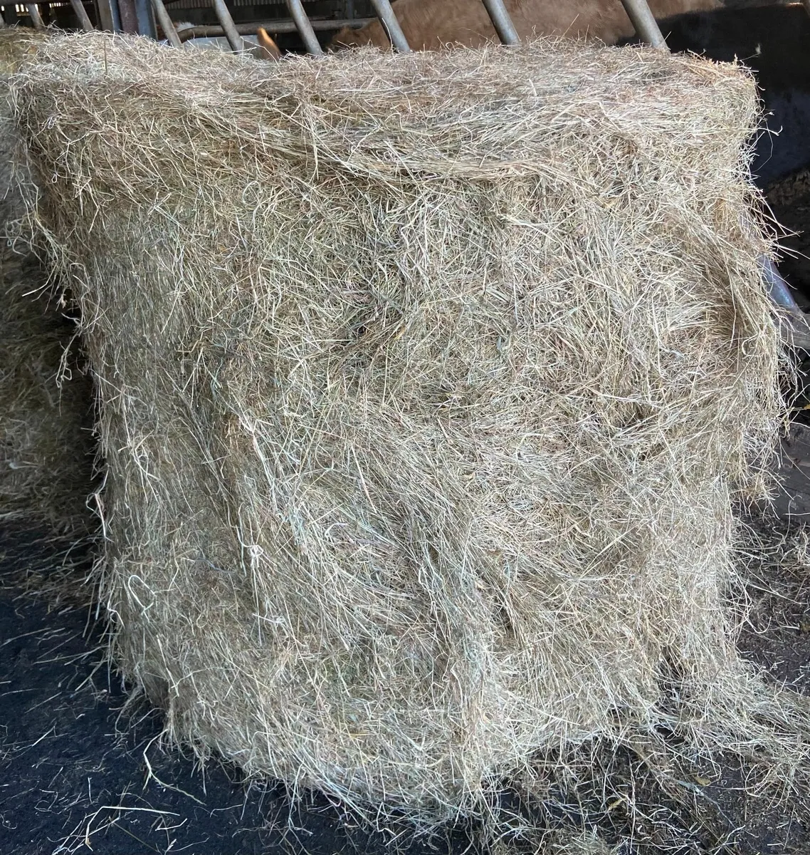 July Hay Top Quality Large Bales - Image 4