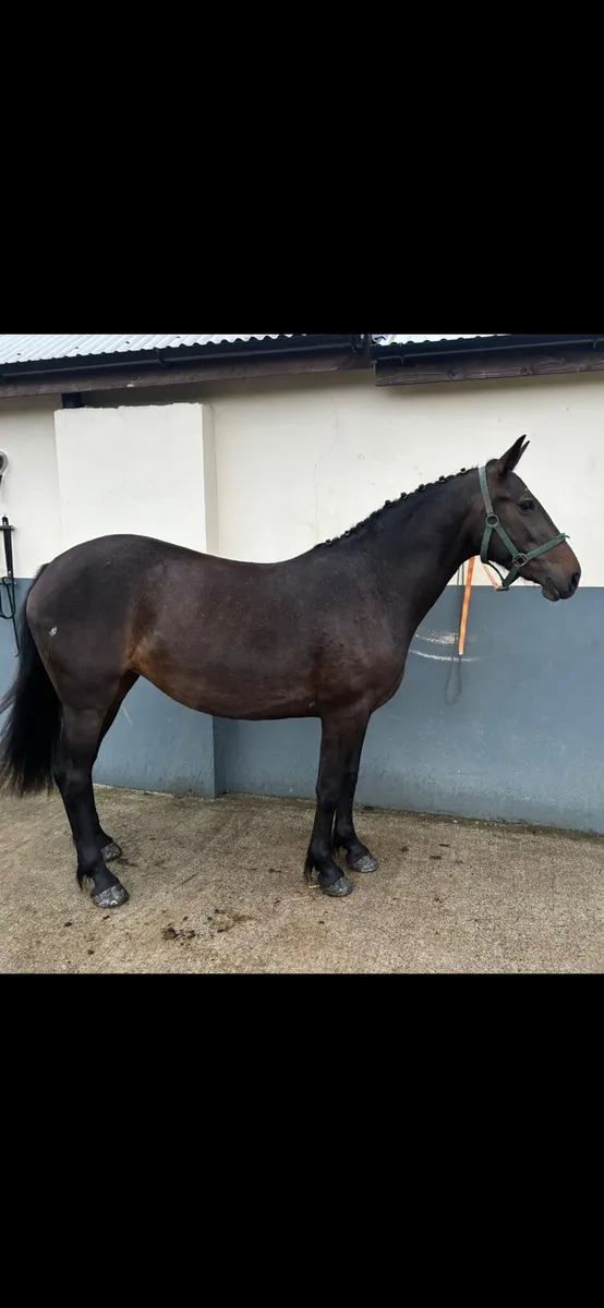 14.2 pony - Image 1