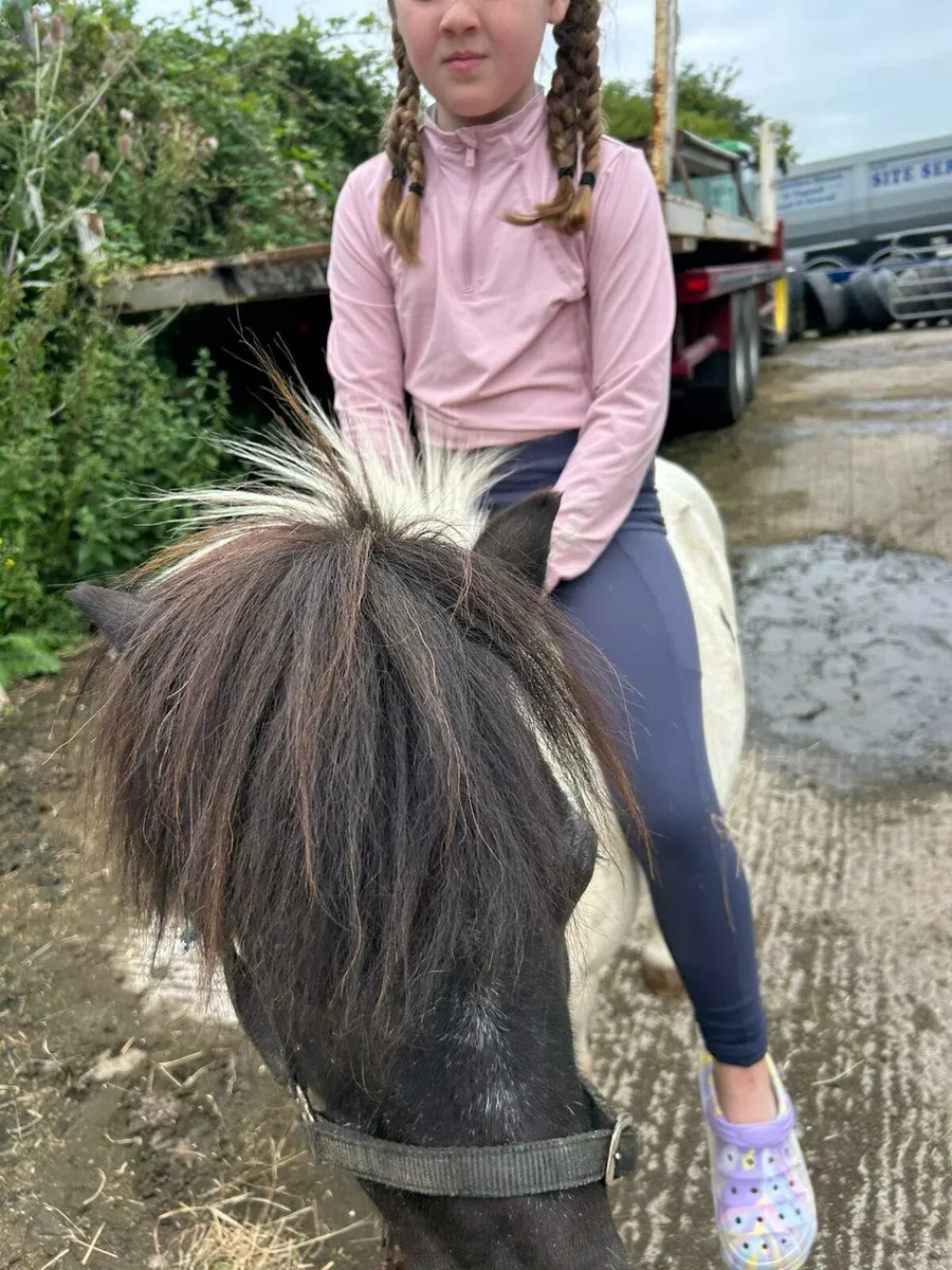 Shetland ponys - Image 1