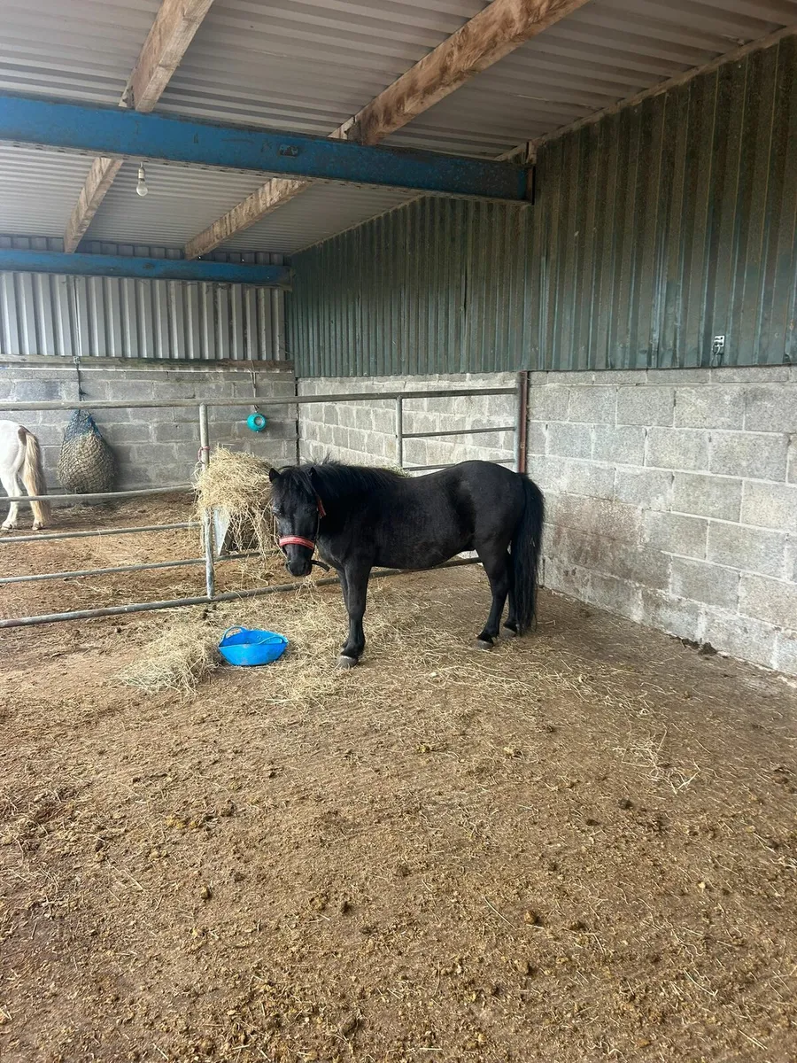 Shetland ponys - Image 2
